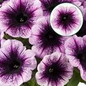 Afbeelding van Petunia P12 Violet vein